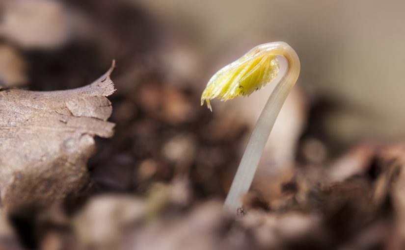 Gjenoppstående plante